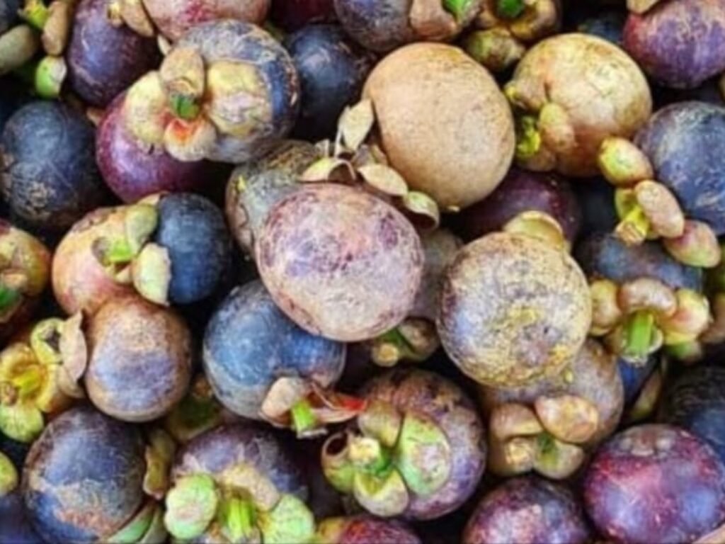 Manggis Burik Asal Purwakarta Ini Rasanya Sama Manis, Enak dan Sehat