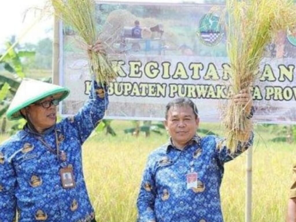 PJ Bupati Purwakarta Turun Langsung Ikuti Panen Raya Padi