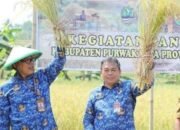 PJ Bupati Purwakarta Turun Langsung Ikuti Panen Raya Padi