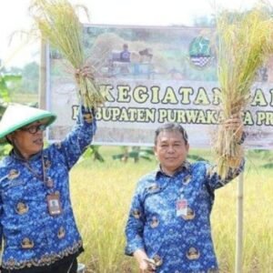 PJ Bupati Purwakarta Turun Langsung Ikuti Panen Raya Padi