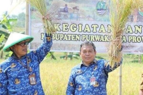 PJ Bupati Purwakarta Turun Langsung Ikuti Panen Raya Padi