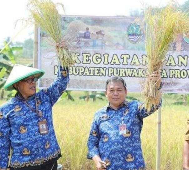 PJ Bupati Purwakarta Turun Langsung Ikuti Panen Raya Padi