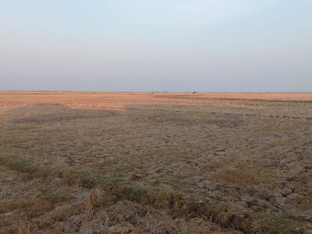 Dampak Kemarau Panjang, Petani di Karawang Kesulitan Menanam Padi