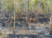 Kebakaran Hutan di Gunung Kancil dan Gunung Lebak Serang Garut Sudah Padam