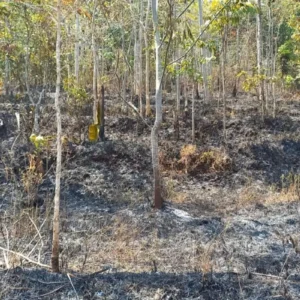 Kebakaran Hutan di Gunung Kancil dan Gunung Lebak Serang Garut Sudah Padam