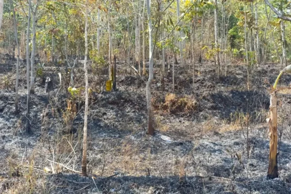 Kebakaran Hutan di Gunung Kancil dan Gunung Lebak Serang Garut Sudah Padam