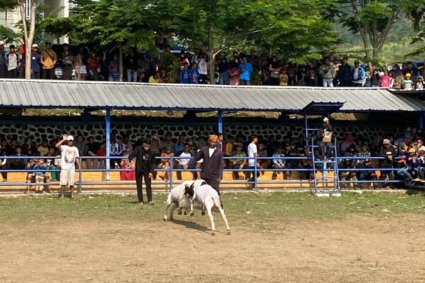 Pemkab Bersama HPDKI Gelar Ketangkasan Domba Garut, Sekda: Akan Jadi Agenda Tahunan, Dukung Pelestarian