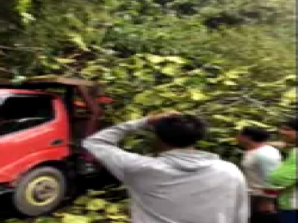 Longsor di Cadas Pangeran Menimpa Sebuah Truk Pengangkut Singkong