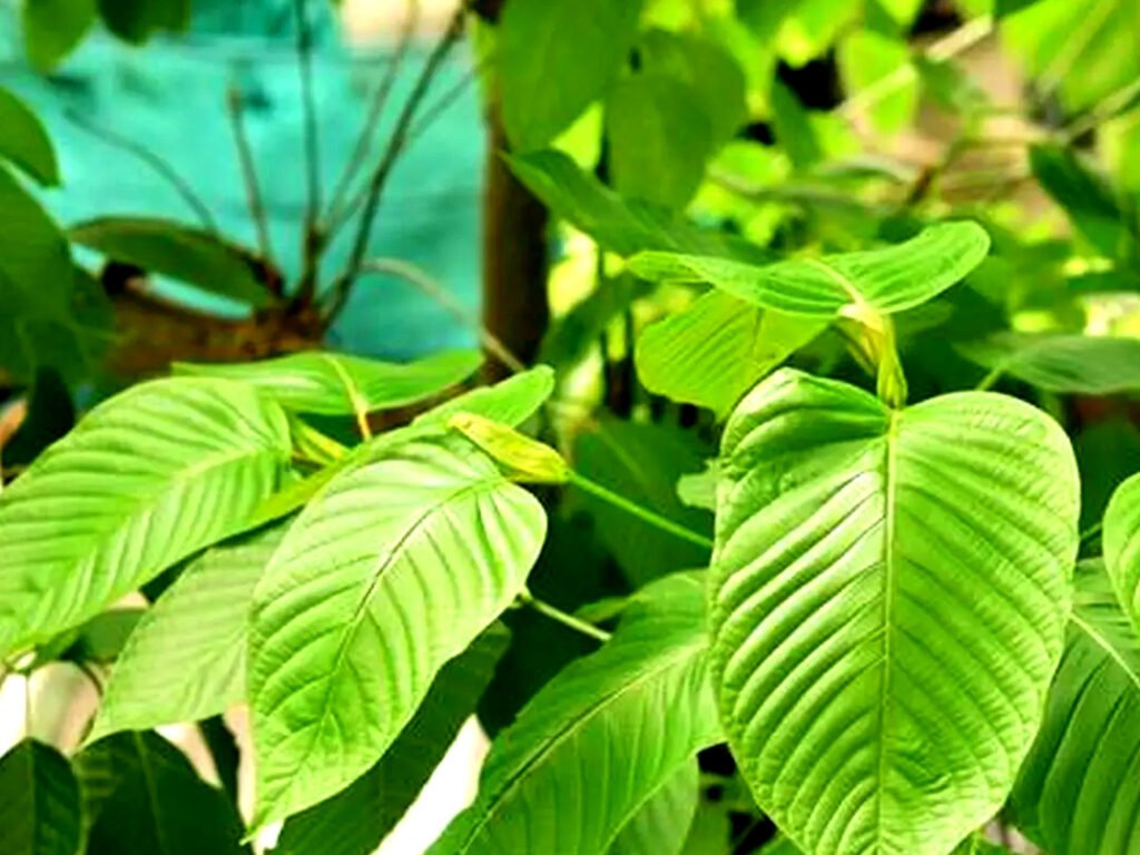 Waspada! Narkoba Baru Kratom Telah Beredar di Kalangan Pelajar di Kabupaten Garut