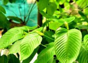 Waspada! Narkoba Baru Kratom Telah Beredar di Kalangan Pelajar di Kabupaten Garut