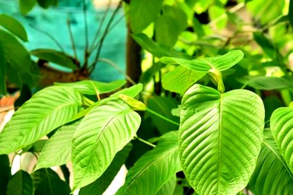 Waspada! Narkoba Baru Kratom Telah Beredar di Kalangan Pelajar di Kabupaten Garut