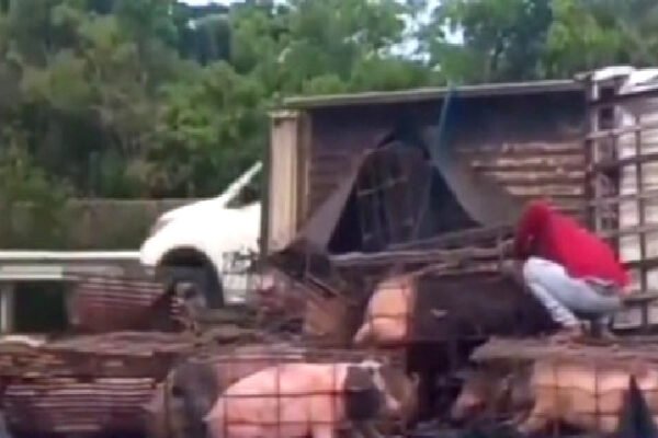 Truk Bermuatan Babi Terguling di Tol Jagorawi Arah Bogor