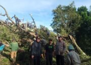 Pohon Tumbang Timpa Empat Rumah di Cibatu