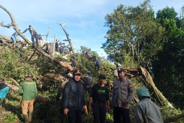 Pohon Tumbang Timpa Empat Rumah di Cibatu