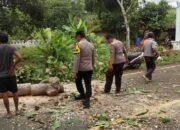 Pohon Tumbang Halangi Jalan Lintas Selatan Cigadog Garut