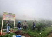 Penertiban Pertanian Ilegal di Pamulihan Garut