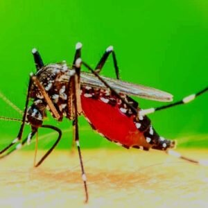 Nyamuk demam berdarah