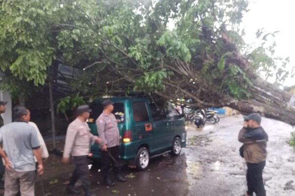 Pohon Tumbang Timpa Satu Unit Mobil di Cibatu
