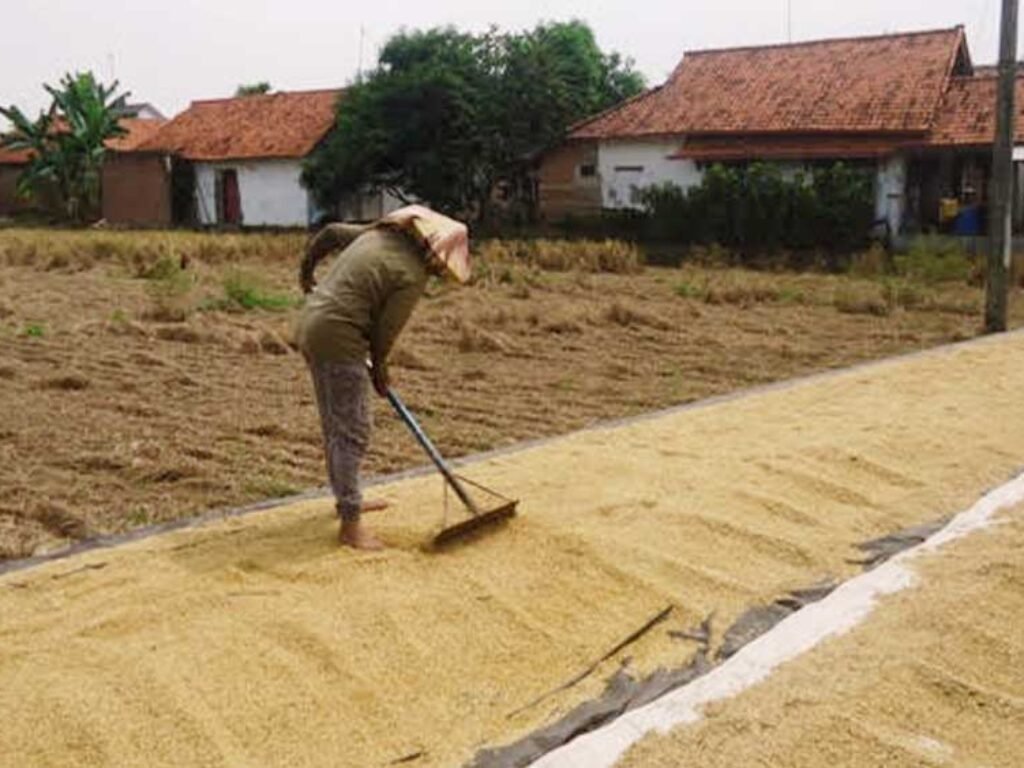 Jelang Pemilu Harga Gabah Meroket, Petani Mengeluh
