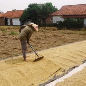 Harga Gabah Meroket