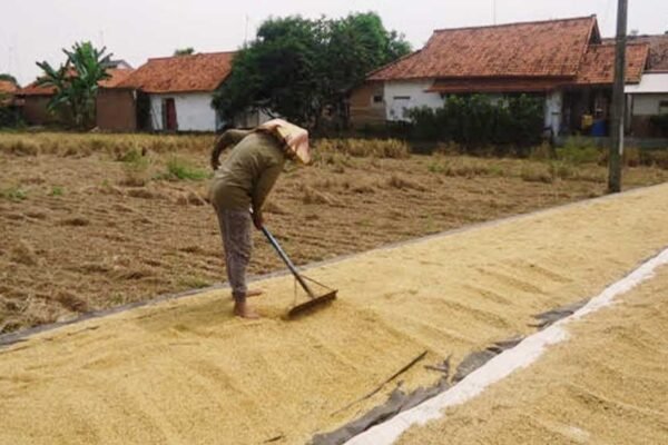 Jelang Pemilu Harga Gabah Meroket, Petani Mengeluh