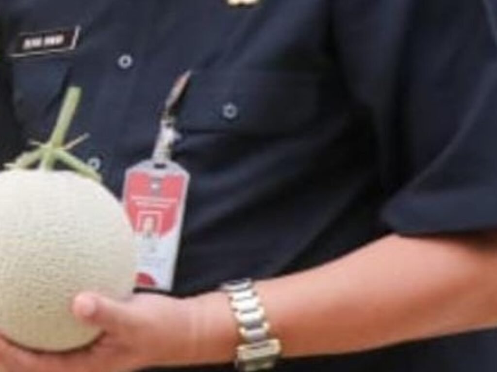 Melon PT. Sweet Greens Indonesia Purwakarta Tembus Surabaya dan Bali, Tahun 2024 Tembus Pasar Singapura