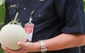 Melon PT. Sweet Greens Indonesia Purwakarta Tembus Surabaya dan Bali, Tahun 2024 Tembus Pasar Singapura