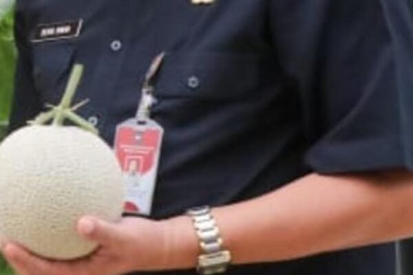 Melon PT. Sweet Greens Indonesia Purwakarta Tembus Surabaya dan Bali, Tahun 2024 Tembus Pasar Singapura