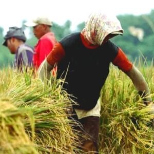 Potensi Produksi Beras Nasional pada Maret-April Mencapai 8,46 Juta Ton