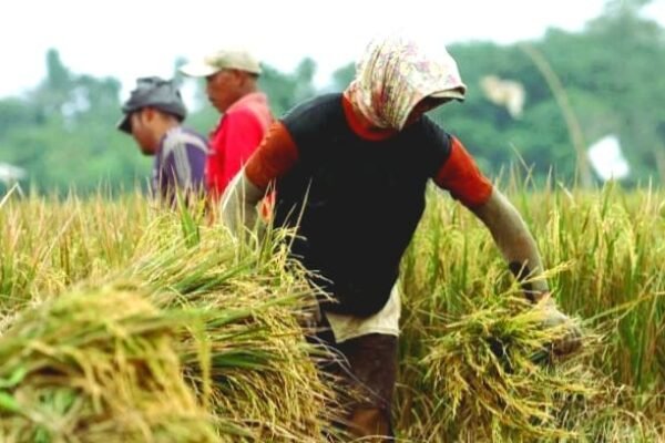 Kementan Prediksi Potensi Produksi Beras Nasional pada Maret-April Mencapai 8,46 Juta Ton