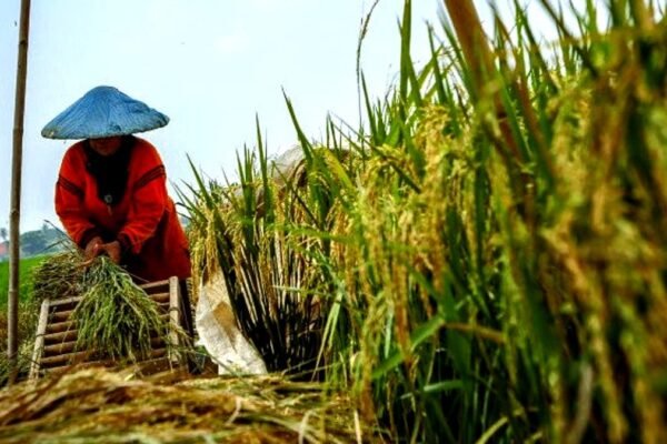 BPS Catat Produksi Beras Nasional Turun 1,39 Persen pada 2023, Dipengaruhi El Nino