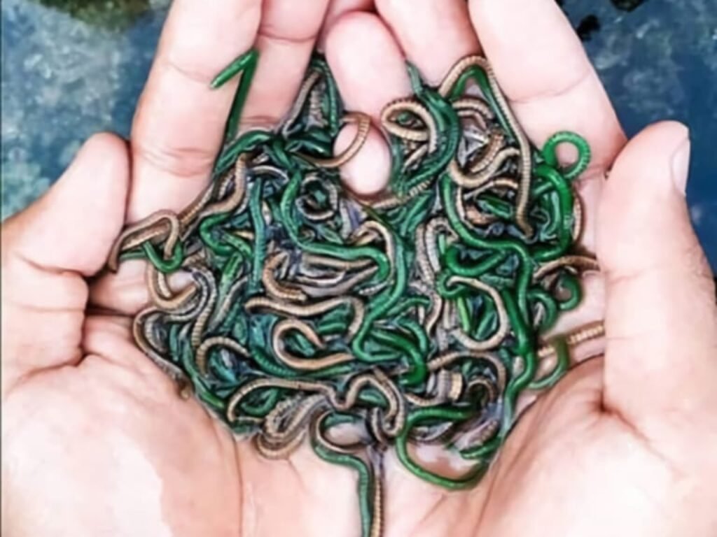 “Seribu Putri Mandalika” di Malam Puncak Pesona Bau Nyale 2024