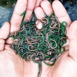 Pesona Bau Nyale 2024 "Seribu Putri Mandalika" di Malam Puncak Pesona Bau Nyale 2024