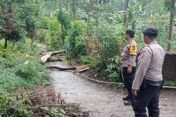 Pohon Tumbang Timpa Warga di Cilawu
