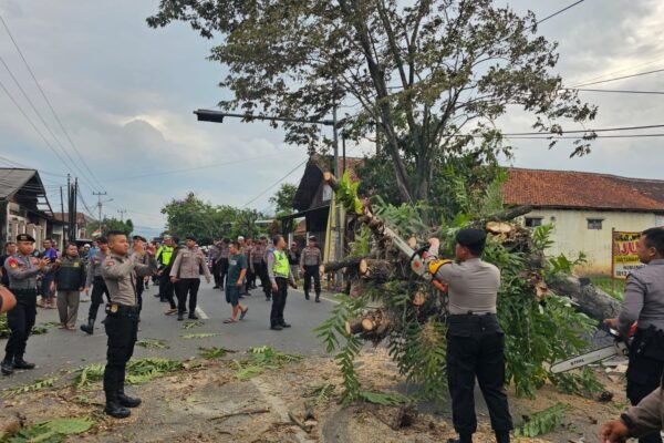 Arus Dialihkan, Pohon Tumbang Tutup Jalan Raya Kadungora Garut