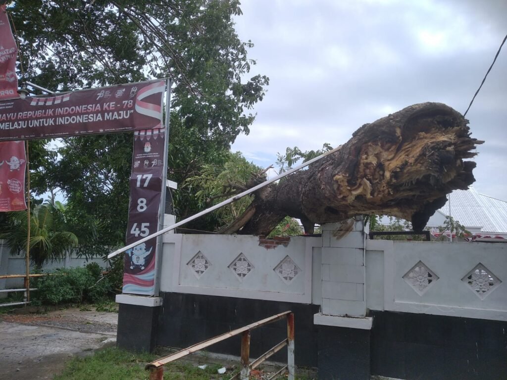 Pohon Tumbang di Depan Kantor KPU Lobar