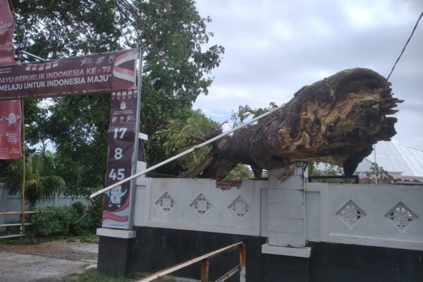 Pohon Tumbang di Depan Kantor KPU Lobar