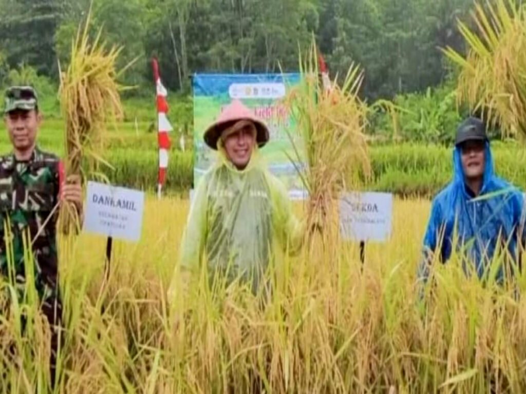 Bersama Petani Cipatujah, Sekda Zen Panen Padi Organik