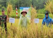 Bersama Petani Cipatujah, Sekda Zen Panen Padi Organik