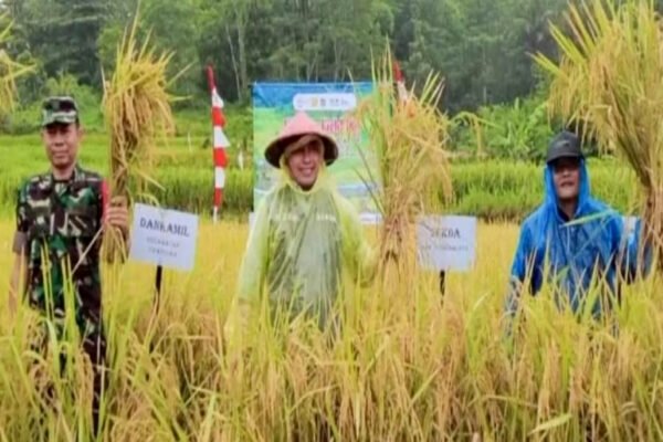 Bersama Petani Cipatujah, Sekda Zen Panen Padi Organik