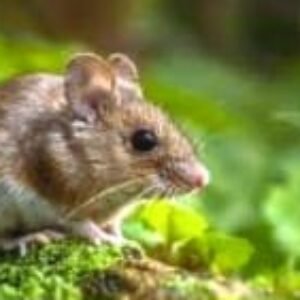 BRIN, Pestisida Nabati Pengendali Hama dan Gulma di Musim Perubahan Iklim