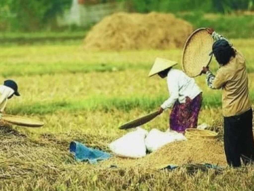 Yakin Swasembada Pangan Tercapai Lebih Cepat, Pemerintah Targetkan Hentikan Impor Beras dan Jagung Akhir 2025