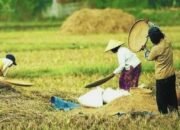 Yakin Swasembada Pangan Tercapai Lebih Cepat, Pemerintah Targetkan Hentikan Impor Beras dan Jagung Akhir 2025