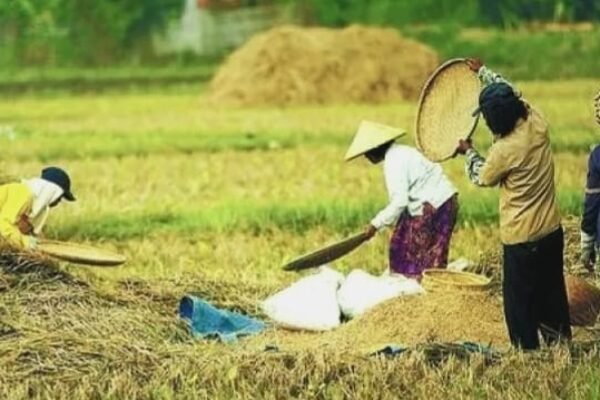 Yakin Swasembada Pangan Tercapai Lebih Cepat, Pemerintah Targetkan Hentikan Impor Beras dan Jagung Akhir 2025