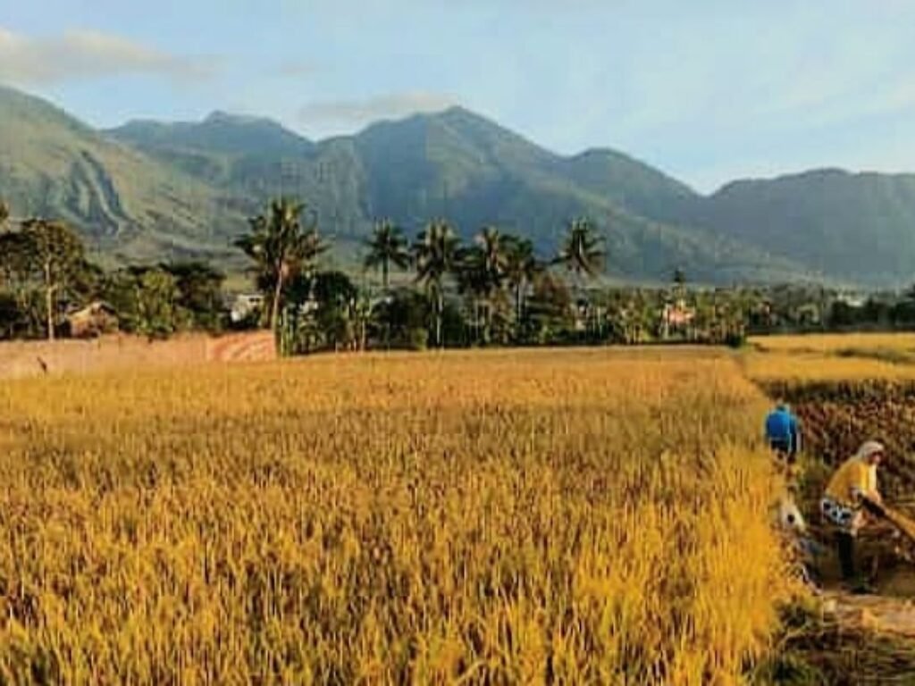 Pemkab Purwakarta Melindungi Ribuan Hektar Lahan Persawahan melalui Asuransi Usaha Tani Padi
