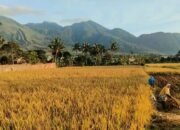 Pemkab Purwakarta Melindungi Ribuan Hektar Lahan Persawahan melalui Asuransi Usaha Tani Padi