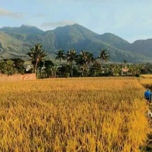 Pemkab Purwakarta Melindungi Ribuan Hektar Lahan Persawahan melalui Asuransi Usaha Tani Padi