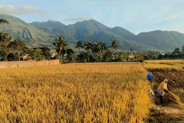 Pemkab Purwakarta Melindungi Ribuan Hektar Lahan Persawahan melalui Asuransi Usaha Tani Padi