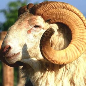 Domba Garut Dipasngi Chip, Upaya Pemkab Jaga Keaslian Genetik