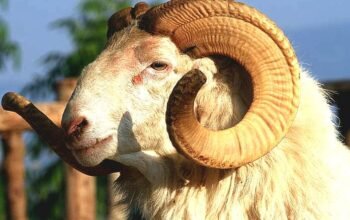 Domba Garut Dipasngi Chip, Upaya Pemkab Jaga Keaslian Genetik